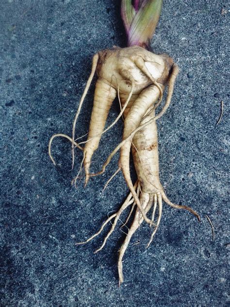 What Do You Do With Mandrake: Uses For Mandrake Root