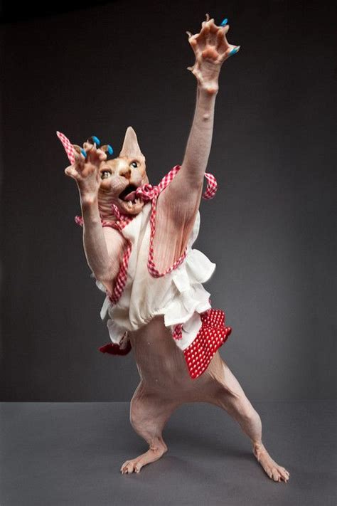 Cute cats, Dancing cat, Hairless cat