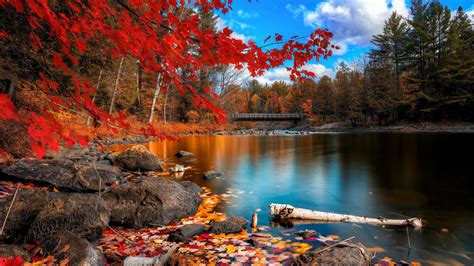 2560x1440 Fall Foliage 1440P Resolution ,HD 4k Wallpapers,Images,Backgrounds,Photos and Pictures