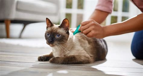 The Ultimate Guide to Applying Flea and Tick Medicine on Your Cat ...