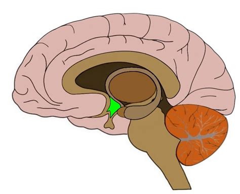 Know your brain: Hypothalamus