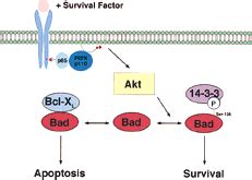 Bad is a Bcl-2 family member regulated by phosphorylation by Akt at ...