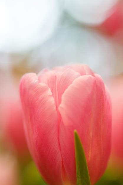 Premium Photo | Pink tulips in garden