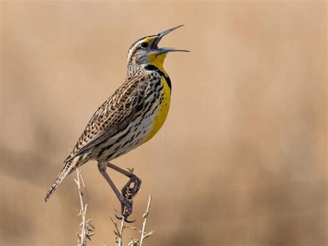 What is the State Bird of Nebraska? (And Why?) | Birdfact