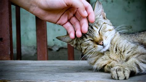 cats, Pets, Relax, Hand, Playing, Touch, Animals, Sleep Wallpapers HD / Desktop and Mobile ...