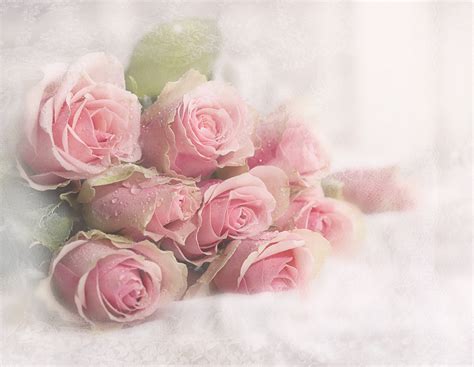 Pale Pink Rose Wallpaper