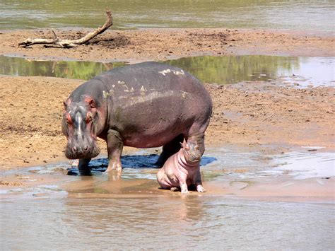 Wildlife safaris in Zambia | Expert Africa