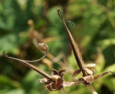 What Does A Geranium Seed Pod Look Like | Storables