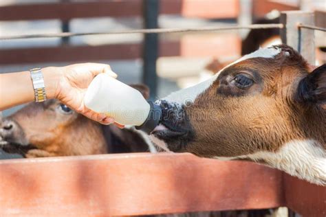 Baby Cow Feeding on Milk Bottle by Hand of Woman Stock Image - Image of ...