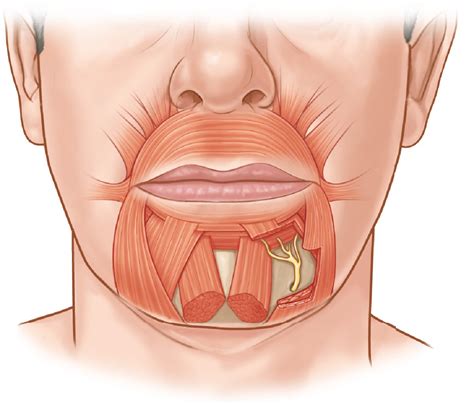 Facial Nerve and Muscle Anatomy | Ento Key