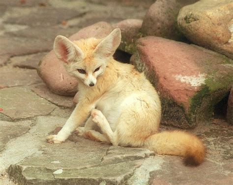 Ears, eyes, tail and a little bit between :-) Fennec fox in Heidelberg Zoo; Image ONLY