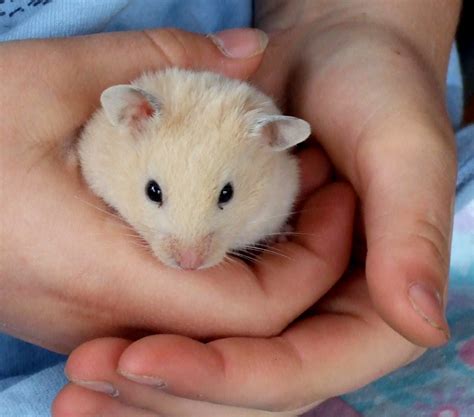 Breeding hamsters - ZooEasy