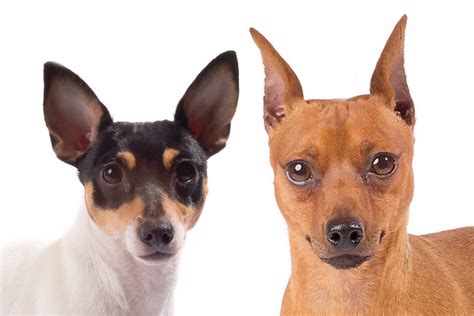 Toy Fox Terrier Vs. Miniature Pinscher: Differences & Similarities