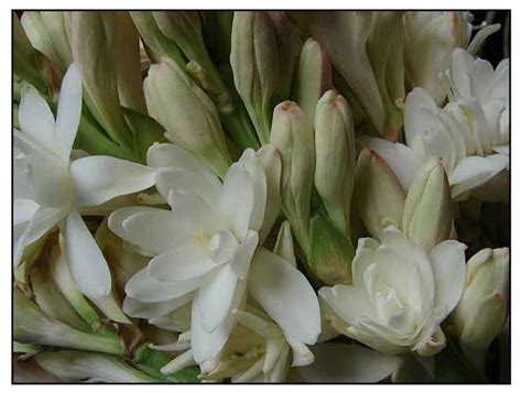 Azucena, Polianthes tuberosa, TUBEROSE , Ye lai xiang: Philippine Medicinal Herbs / Philippine ...