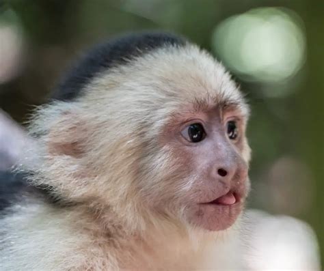 9 Different Types of Monkeys (Species List) - AnimalStart