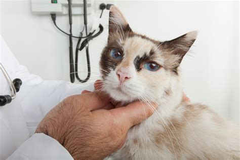 Karzinoider Krebs Bei Katzen Symptome Ursachen Und Behandlungen | My XXX Hot Girl