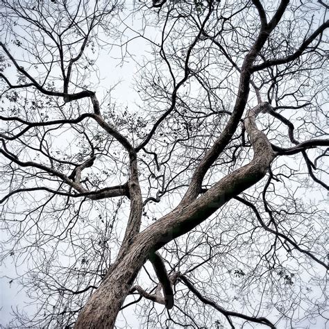 Dry Branches of a tree stock photo (111472) - YouWorkForThem