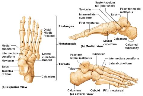 Image result for metacarpal bones of foot | Anatomy bones, Human ...