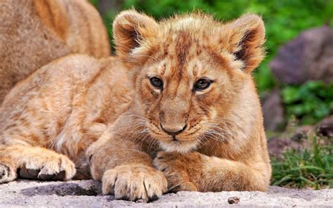 Big cats, Cubs, Lions, Two, HD Wallpaper | Rare Gallery