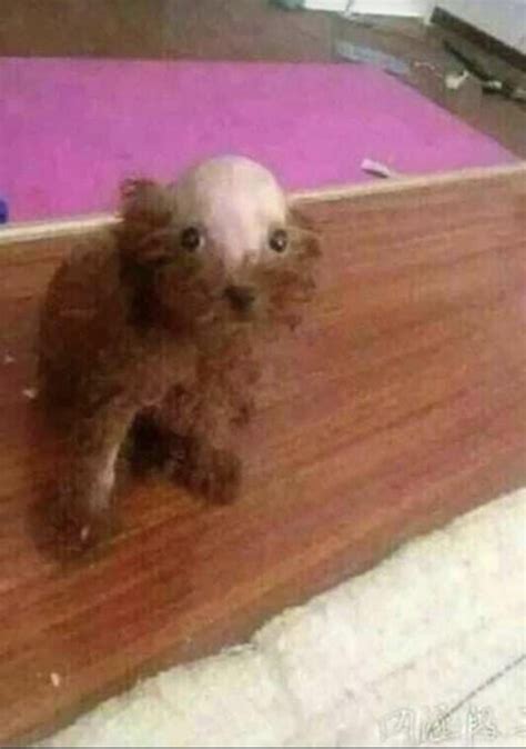 Cursed dog : r/Cursed_Images