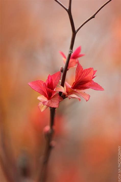 How to Photograph Flowers | Flowers photography, Flower pictures ...