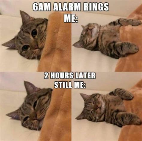 30 Hilarious Cat Memes to Make You Smile - We Love Cats and Kittens