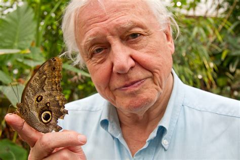 When is Planet Earth III on TV? David Attenborough, 97, to present last ever series | Evening ...