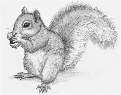 Squirrel drawing Pencil Drawings Of Animals, Animal Sketches, Drawing ...