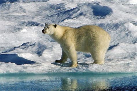 Polar Bear Facts and Adaptations - Ursus maritimus