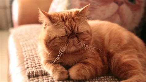 What Breed of Cat is Garfield? — The Ultimate Guide