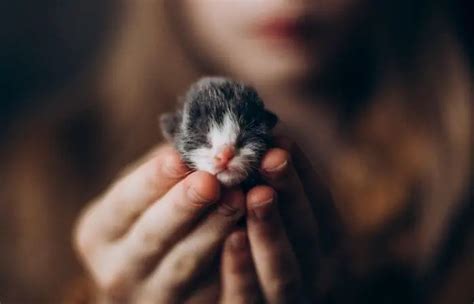 Mr Peebles – The World’s Smallest Cat