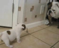 English Bulldog Puppy And Dad Pictures, Photos, and Images for Facebook, Tumblr, Pinterest, and ...