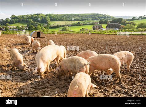Middle white pigs hi-res stock photography and images - Alamy