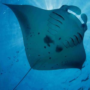 Get Amazed By Diverse And Strange Species Of Marine Animals – Unique ...