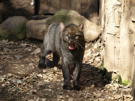 Top 10 Unique Animals of Brazil | Brol.com