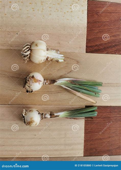 Rain Lily Bulb Cutting for Propagation Stock Photo - Image of ornamental, flora: 218105880