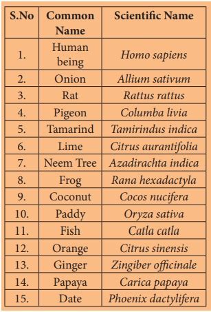 Binomial Nomenclature - Basis of Classification | Term 2 Unit 5 | 7th ...