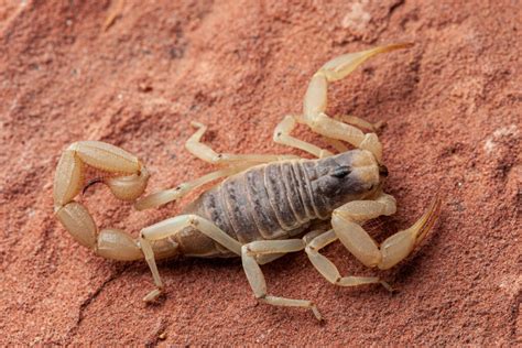 7 Scorpions in Texas To Watch Out For – Nature Blog Network