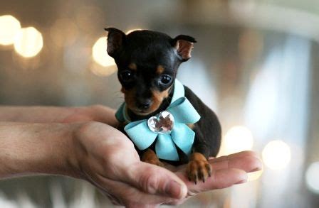 Teacup Min Pin Puppies Related Keywords & Suggestions - Teacup Min ... | Miniature pinscher ...