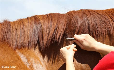 Grooming: Mane Pulling 101| Stable Talk | Farnam