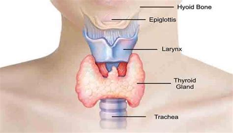 Pengertian Kelenjar Tiroid, Fungsi, Struktur, Mekanisme Kerja dan Jenis Penyakit Tiroid Lengkap ...