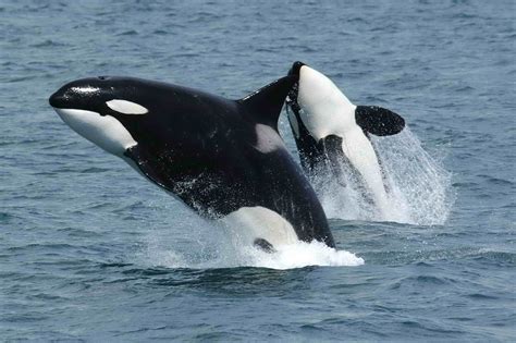 File:Killerwhales jumping.jpg - Wikimedia Commons