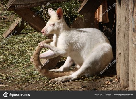 White Kangaroo Sunbathing Zoo Stock Photo by ©Viajero72 327164684