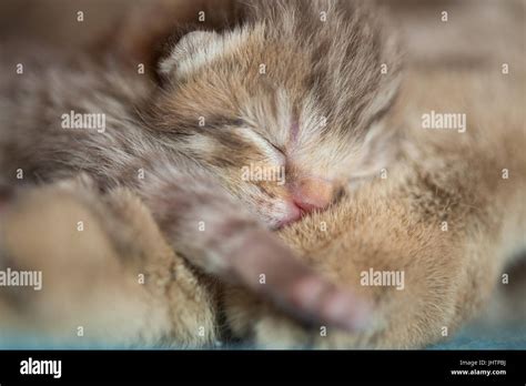 animal cat mother and baby kitten sleeping Stock Photo - Alamy