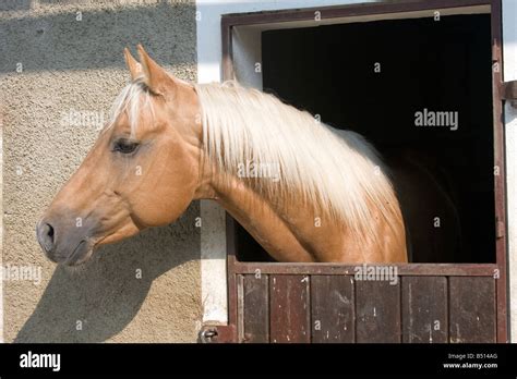 Brown horse in the farm barn Stock Photo - Alamy