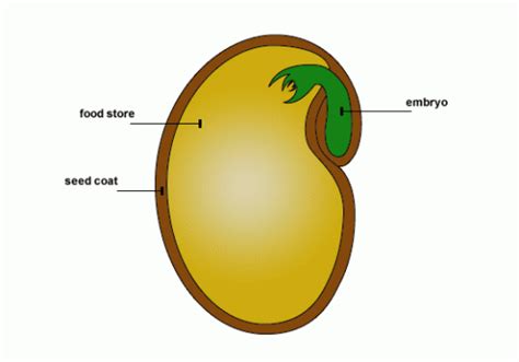 Label The Seed Parts