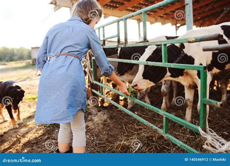 Kid Girl Feeding Calf on Cow Farm. Countryside, Rural Living Stock Photo - Image of child ...