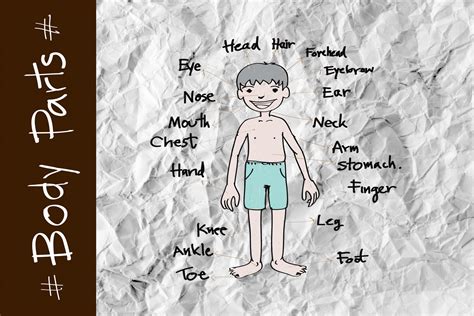 Part Of Body Vocabulary In Illustration Free Stock Photo - Public Domain Pictures