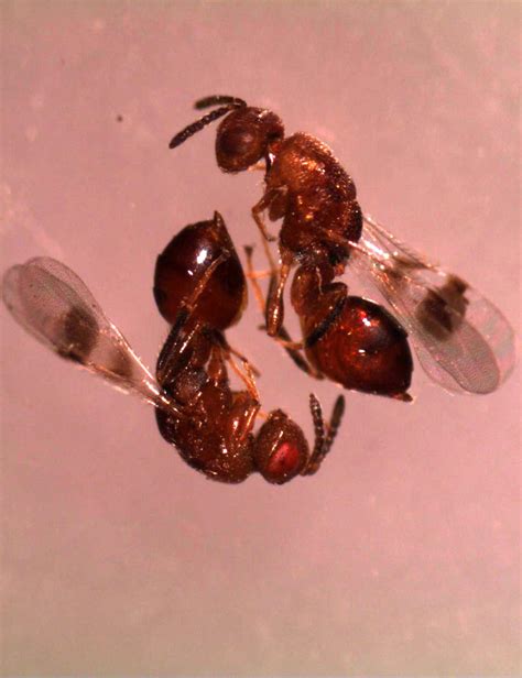 Horned Oak Galls Can Make a Mess out of Pin and Related Oaks - Purdue ...