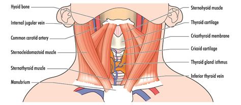 Hyoid Bone - The Definitive Guide | Biology Dictionary